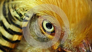 Golden Pheasant eye