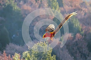Golden pheasant photo