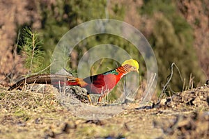 Golden pheasant photo