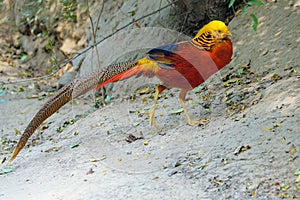 Golden pheasant photo