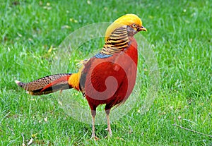 Golden Pheasant photo