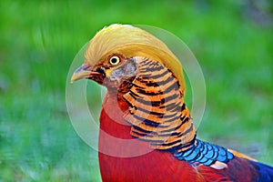 Golden pheasant bird photo