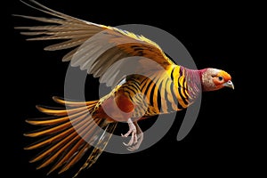 A Golden Pheasant in mid-flight, with its wings spread wide and its feathers visible in motion