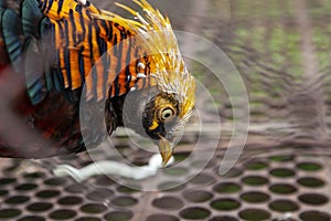 Golden pheasant with multi-colored feathers. rare and beautiful birds