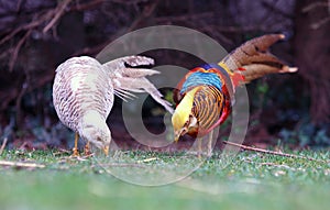 Golden Pheasant in nature