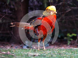 Golden Pheasant in nature