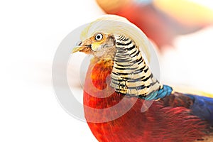 Golden pheasant