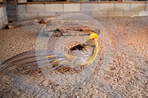 Golden Pheasant Raised in a zoo