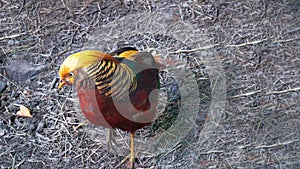 Golden pheasant, rare poultry, natural nature, close-up. Color plumage, bird coloring.