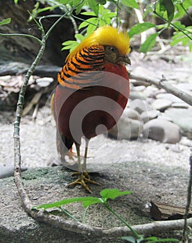 Golden Pheasant Showing Its Plumage