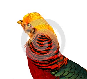 Golden Pheasant on white background.