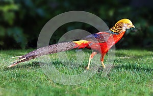 Golden pheasant in wild nature with green background, Chrysolophus, pictus - wildlife