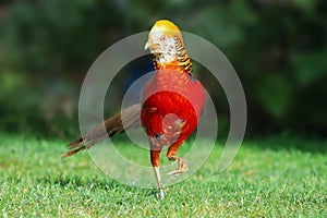 Golden pheasant in wild nature with green background, Chrysolophus, pictus - wildlife