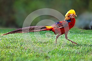 Golden pheasant in wild nature with green background, Chrysolophus, pictus - wildlife