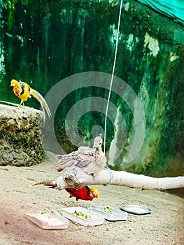 Golden pheasant in a zoo, Colorful  birds in a zoo, yellow , red, golden and white birds in a zoo,a bird in zoo,Unfreedom