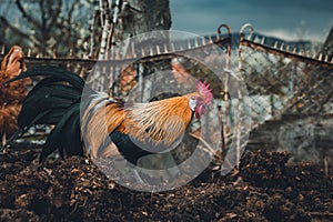 Golden Phoenix rooster hen is feeding and pecking on the compost on the farm. Golden domestic cock in free range breeding  -