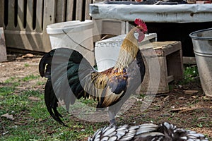 Golden Phoenix rooster on the traditional rural farmyard. Free range poultry farming