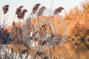 Golden Phragmites next to the River photo