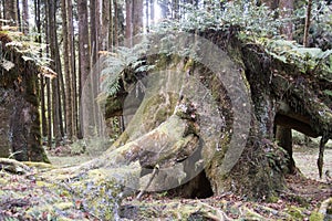 The Golden Pig Lookalike Tree in Alishan National Forest Recreation Area in Taiwan