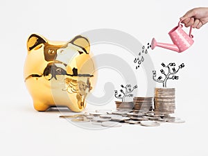 Golden piggy bank filled with coins on white background.Saving