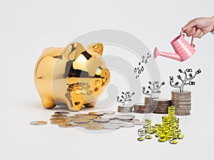 Golden piggy bank filled with coins on white background.Saving