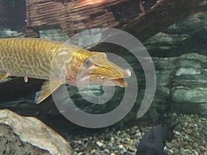 Golden pike type fish