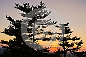 Golden pine tree forest at sunset near Belgrade
