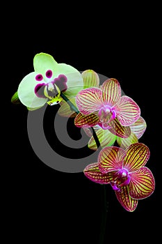 Golden pink and pale green phalaenopsis orchids on dark background