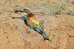 The Golden Pipit Merops apiaster is a bird in the Pipit family Meropidae sitting on the ground with an insect in its beak.