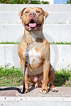 Golden Pitbull terrier