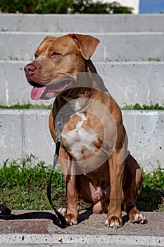 Golden Pitbull Terrier