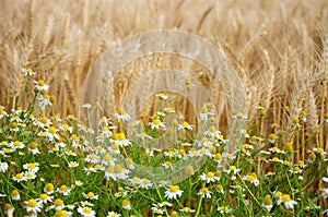 Golden plantations and daisy flowers in the countryside in Uruguay photo