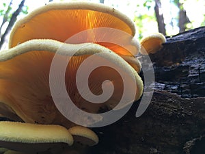 Golden pleurotus citrinopileatus