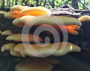 Golden pleurotus citrinopileatus mushroom caps