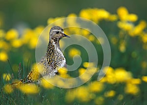 Golden plover