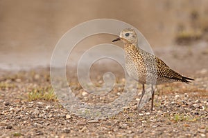 Golden Plover