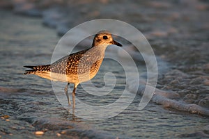 Golden Plover
