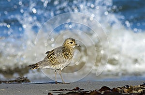 Golden Plover, Goudplevier, Pluvialis apricaria