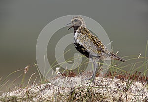 Golden plover, Pluvialis apricaria