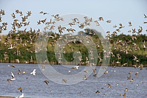 Golden plover, Pluvialis apricaria