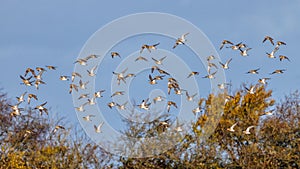 Golden Plover - Pluvialis apricaria in flight.