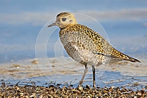 Golden plover in winter plumage