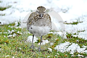 Golden ploverPluvialis apricaria photo