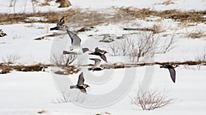 Golden Plovers and Oystercatcher