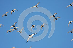 Golden Plovers and Oystercatcher photo
