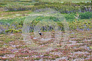 Golden plower on flatruet Sweden