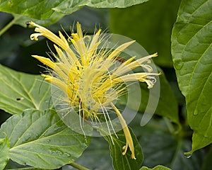 Golden Plume, Schaueria Calycotricha, in the Fort Worth Botanical Garden