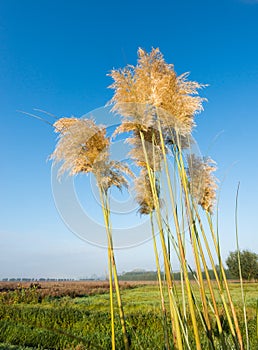 Golden plumes of pampas grass against a bright blue sky
