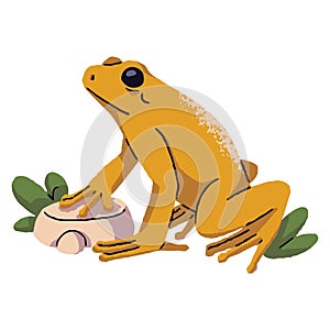 Golden poison dart, arrow frog sit on stone, grass. Small venomous froggy, dangerous rainforest toad. Amphibian with