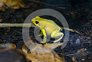 Golden poison dart frog (Phyllobates terribilis).